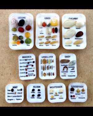 vegetable families seeds