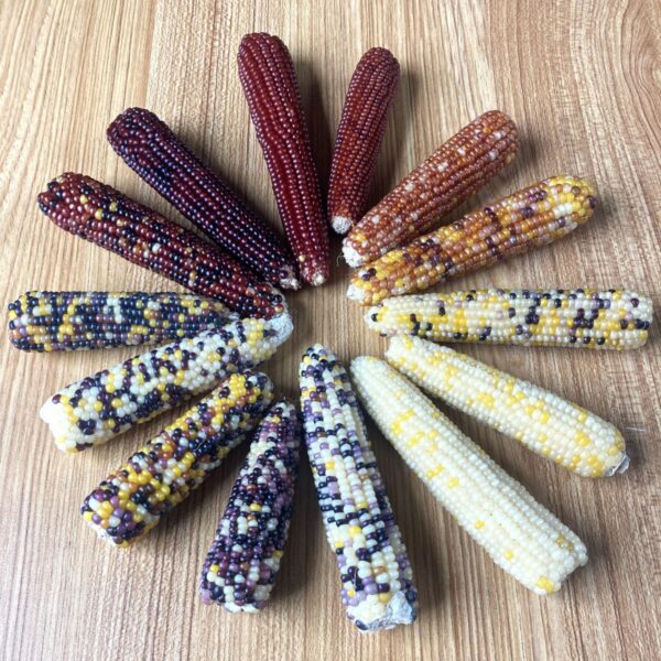 multicolored miniature Indian corn