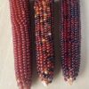 red miniature Indian corn