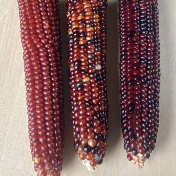 red miniature Indian corn